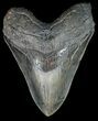 Serrated Megalodon Tooth - South Carolina #46137-1